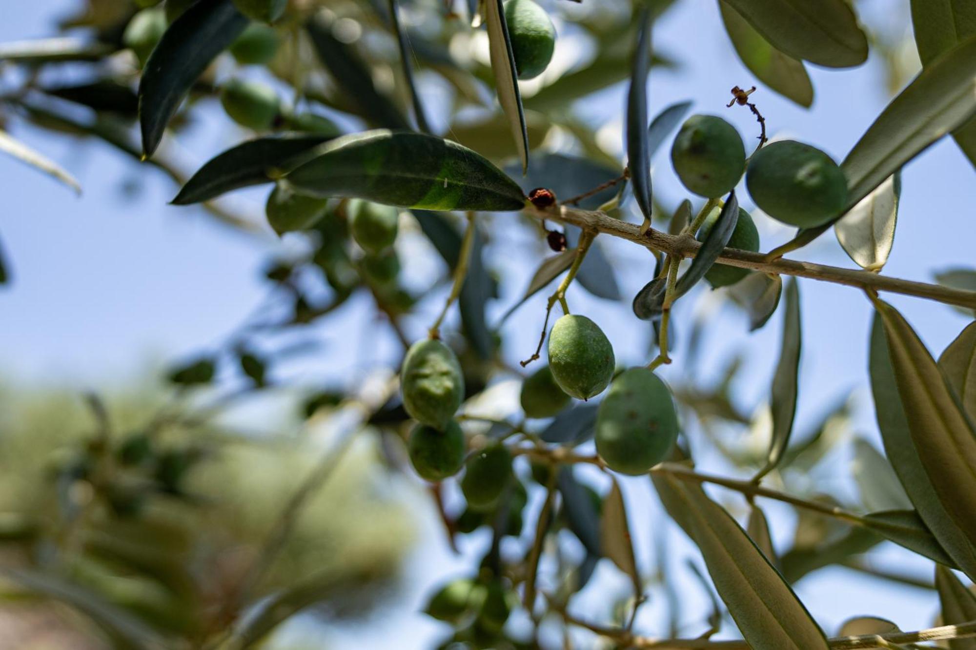 Tenuta Dell'Al.Ma. Amalfi Exteriér fotografie